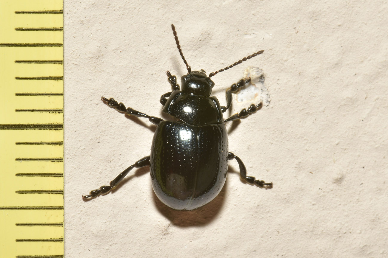 Chrysomelidae: Chrysolina oricalcia? S.